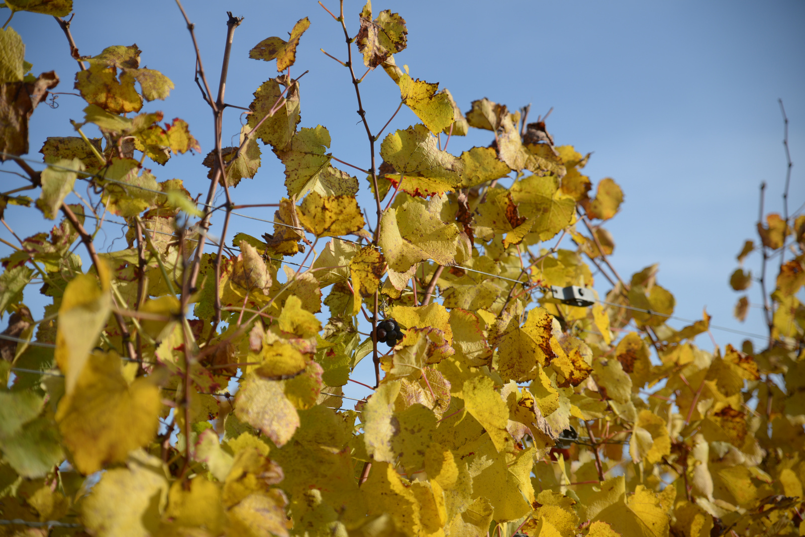 Der Herbst, und seine Farben