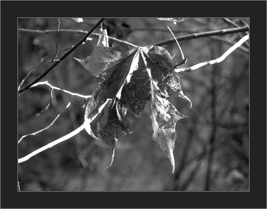 Der Herbst und seine Farben kotzen mich langsam aber sicher an. Ich will jetzt endlich Winter haben.