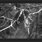 Der Herbst und seine Farben kotzen mich langsam aber sicher an. Ich will jetzt endlich Winter haben.