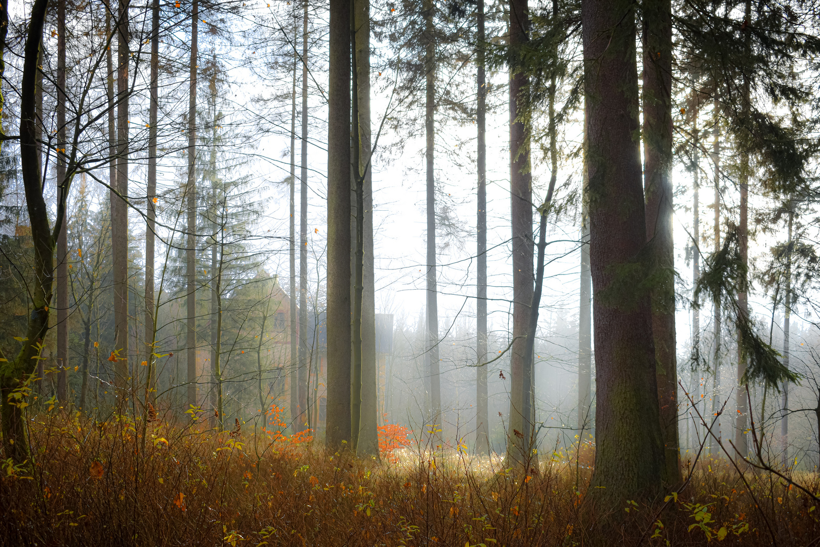 Der Herbst und seine Farben....Der Nebel und seine Feuchtigkeit