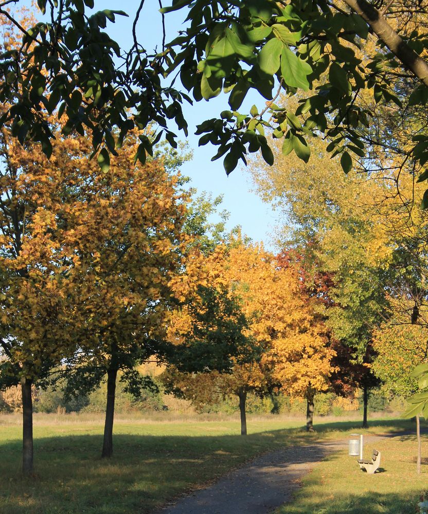 Der Herbst und seine Farbvielfalt