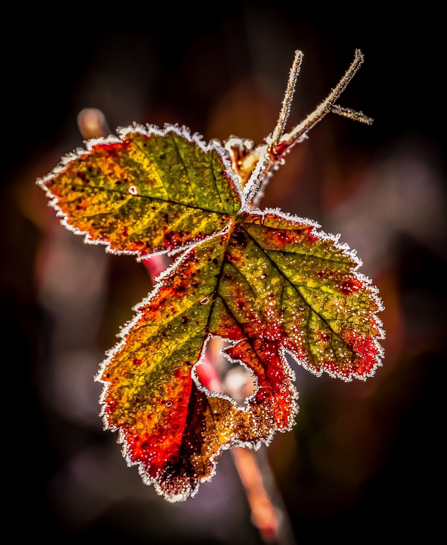 Der Herbst und seine fröhlichen Farben