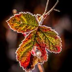 Der Herbst und seine fröhlichen Farben