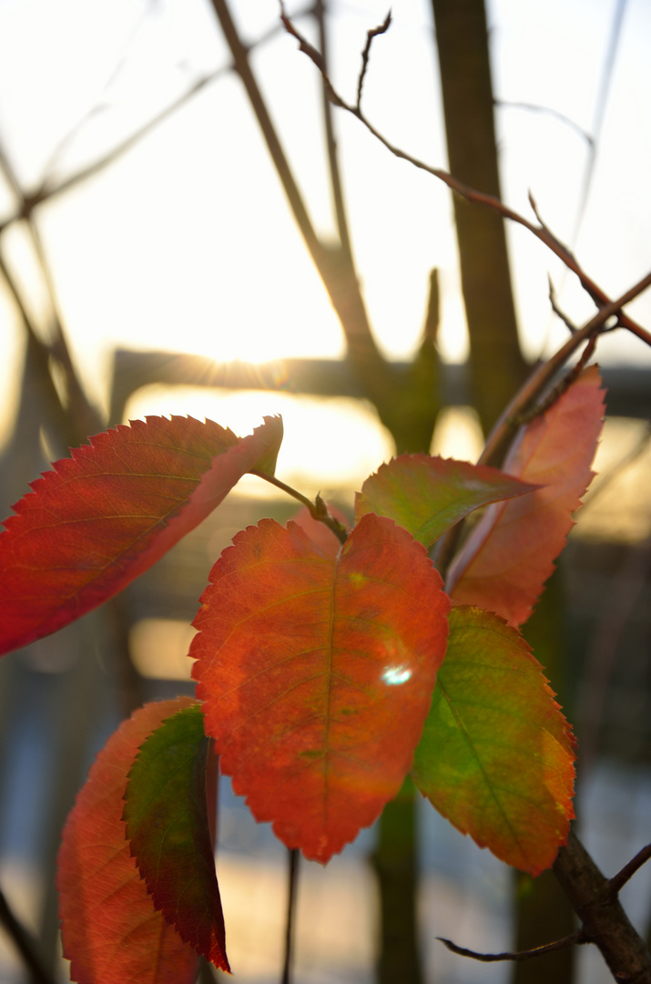 Der Herbst und seine letzten Blätter