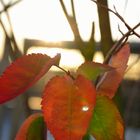 Der Herbst und seine letzten Blätter