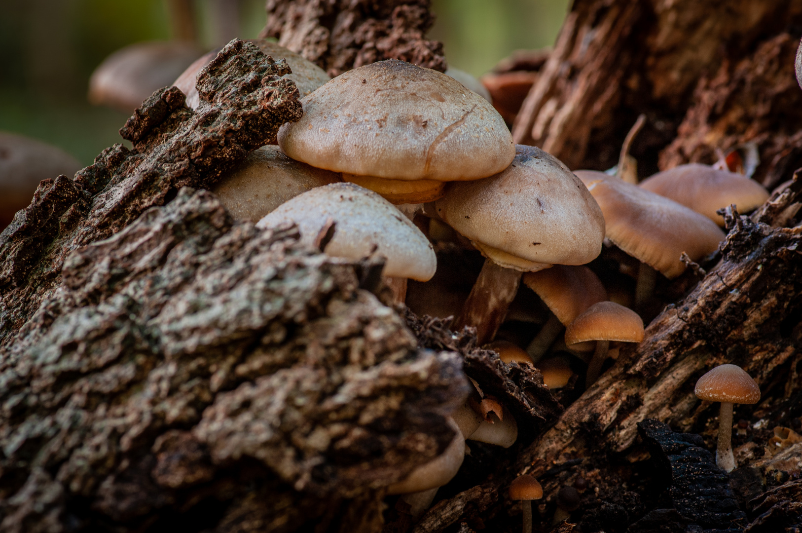 Der Herbst und seine Pilze