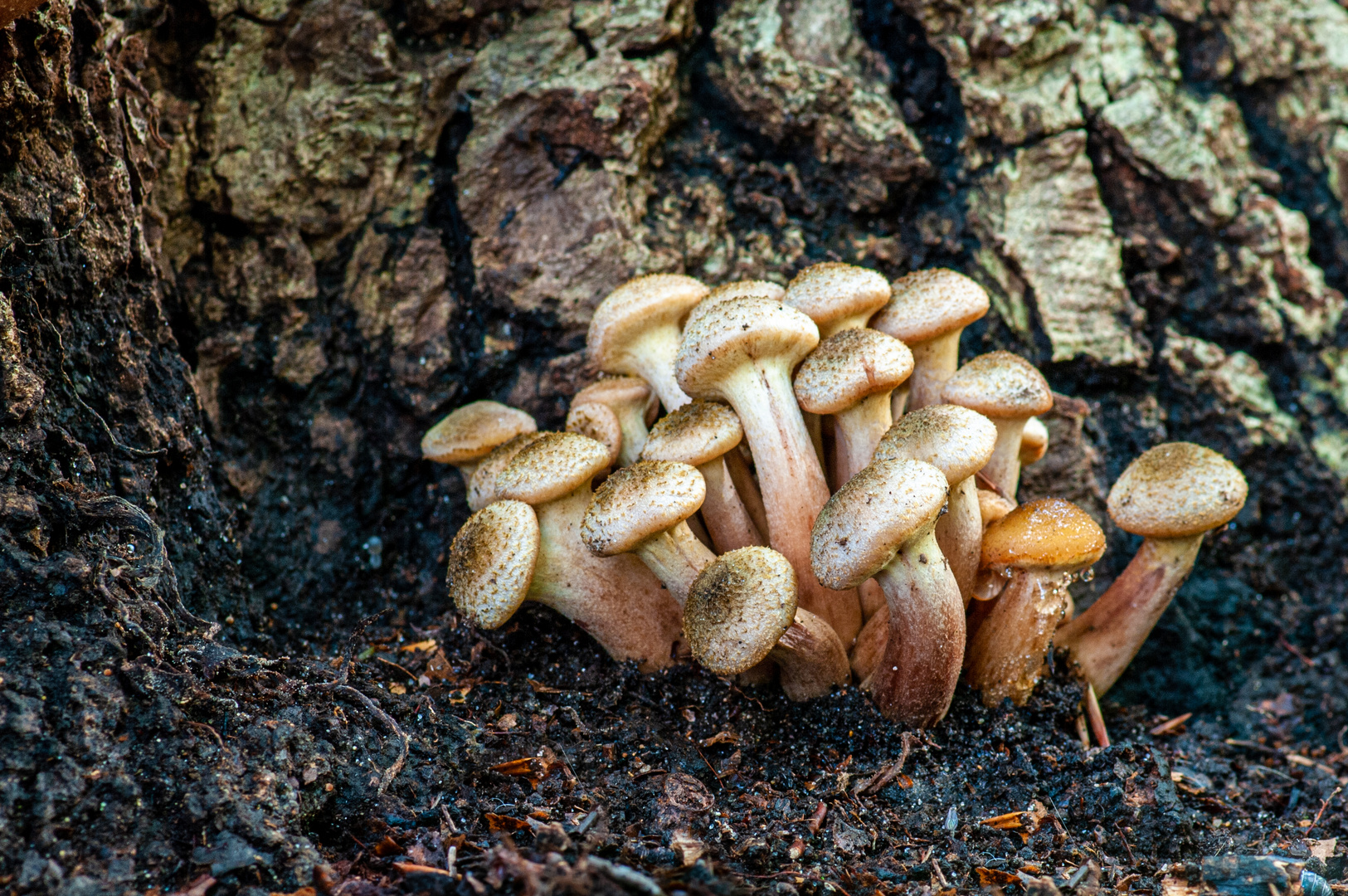 Der Herbst und seine Pilze