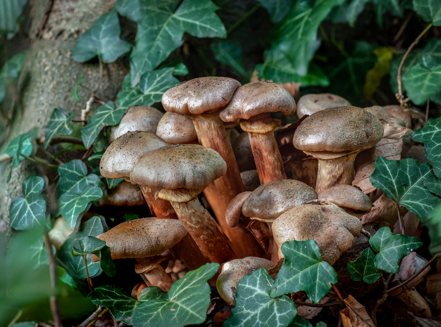 Der Herbst und seine Pilze