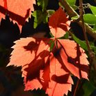 der Herbst und seine Schatten