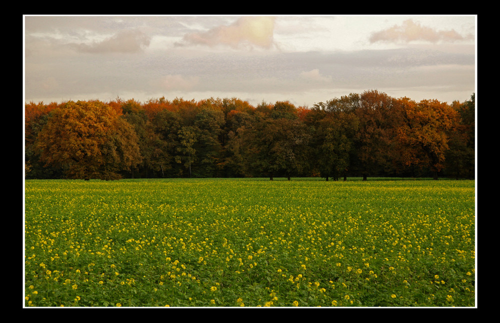 der herbst und seine schönen farben