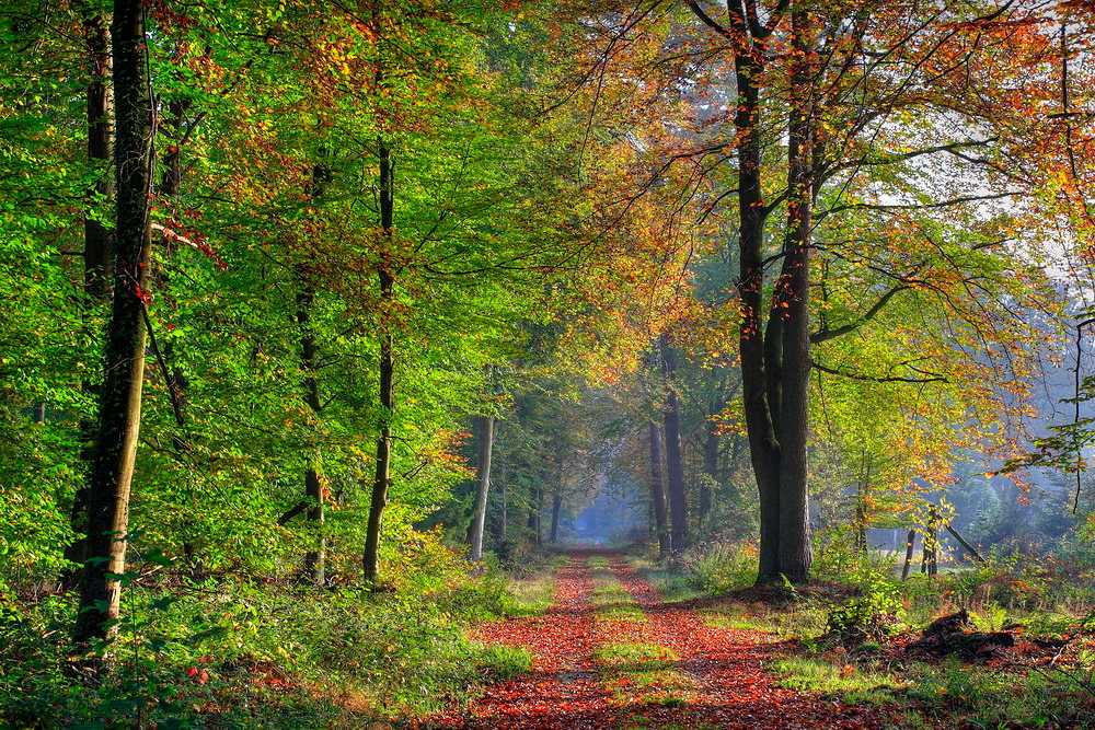 Der Herbst und seine schönen Farben.