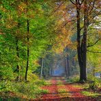 Der Herbst und seine schönen Farben.