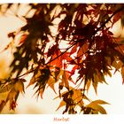 Der Herbst und seine tollen Farben