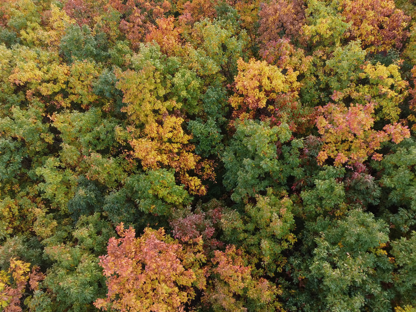 Der Herbst von oben