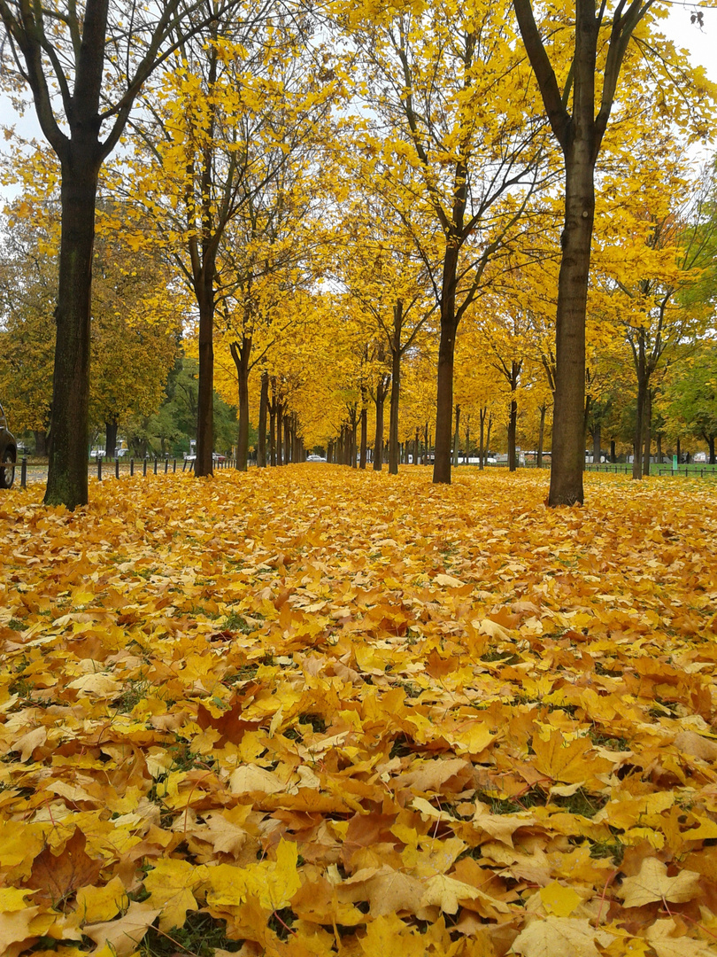 Der Herbst von seiner gelben Seite