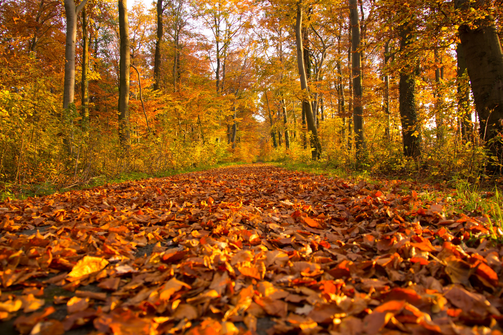 Der Herbst von seiner Schönen Seite