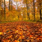 Der Herbst von seiner Schönen Seite