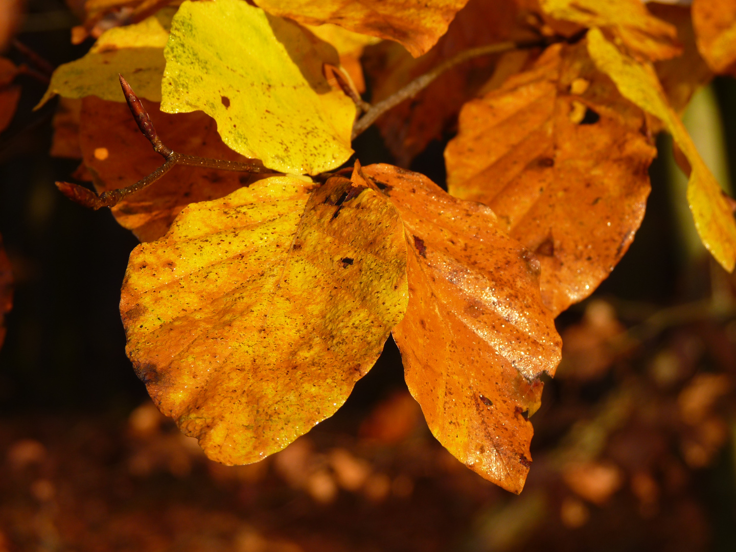 Der Herbst von seiner schönsten Seite