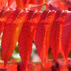 Der Herbst von seiner schönsten Seite