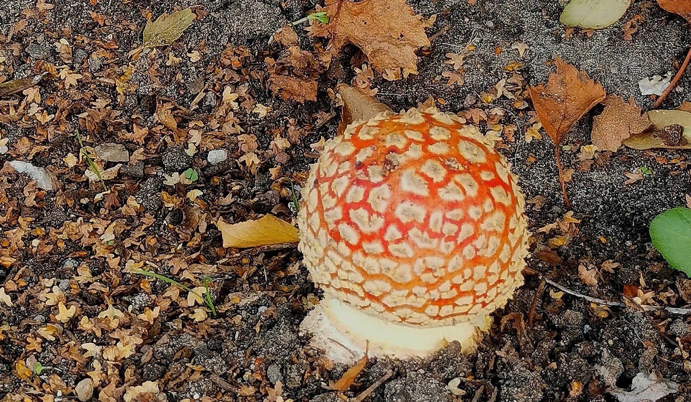 Der Herbst von seiner schönsten Seite... 