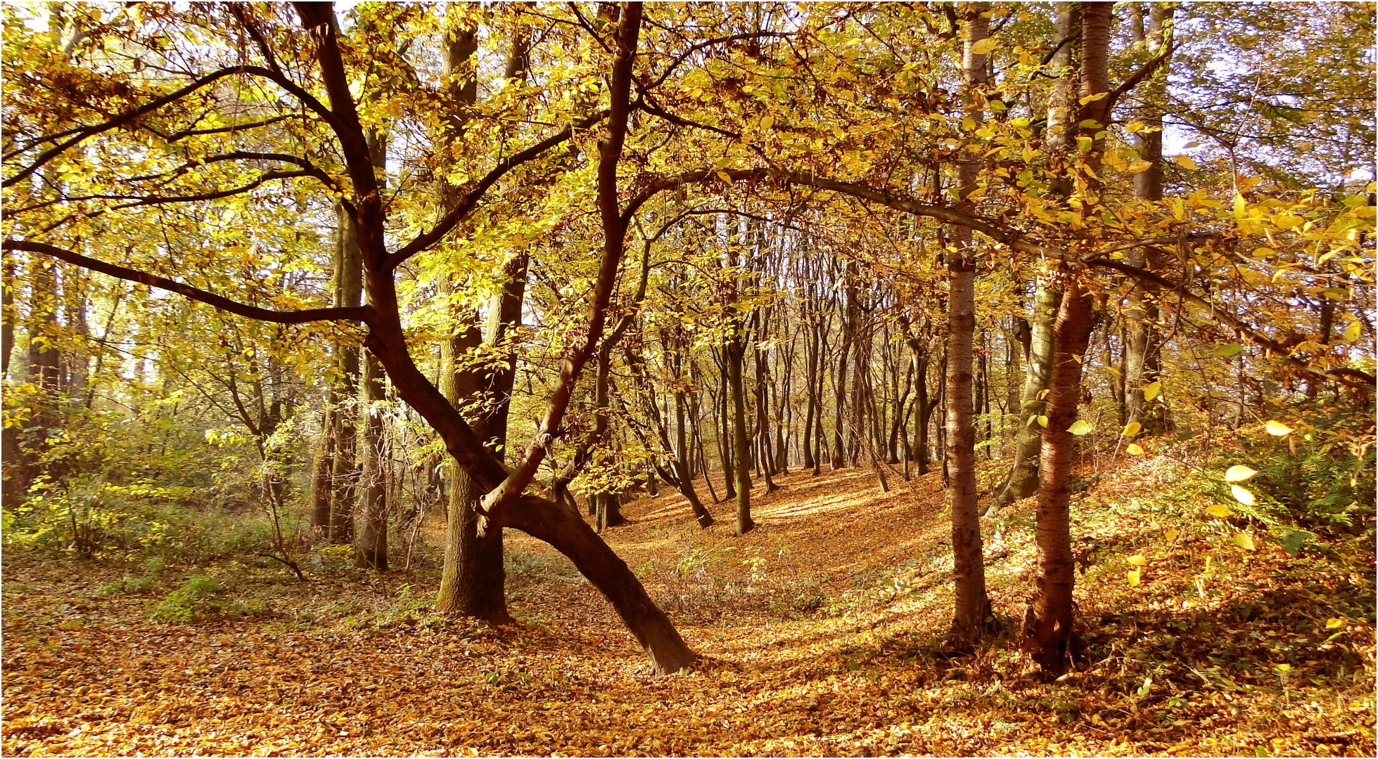 Der Herbst von seiner schönsten Seite