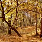 Der Herbst von seiner schönsten Seite