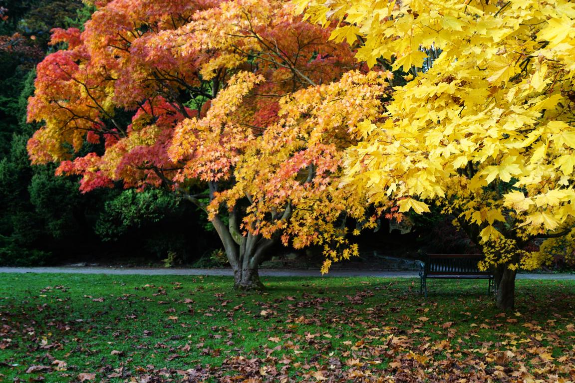 der HERBST von seiner schönsten Seite