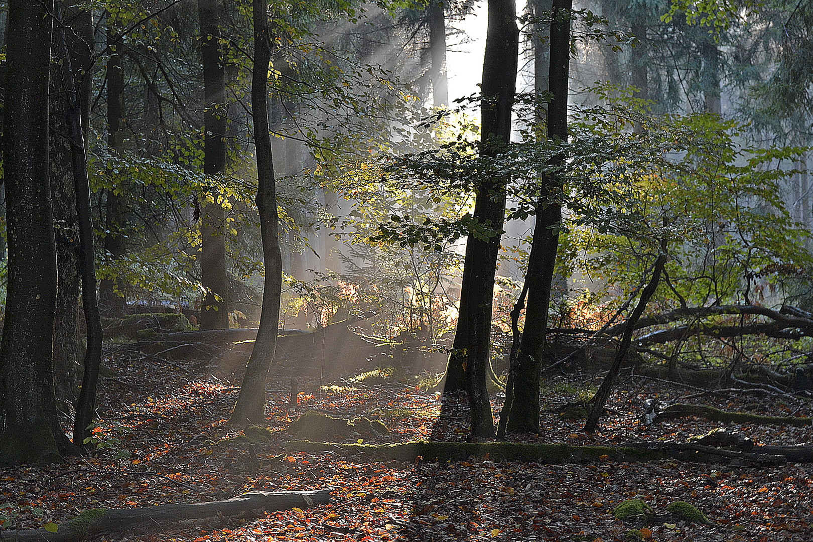 der Herbst von seiner schönsten Seite