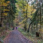 Der Herbst von seiner schönsten Seite