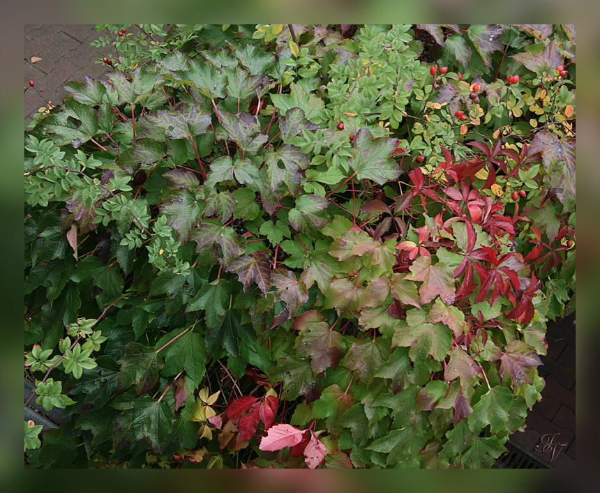 Der Herbst von seiner schönsten Seite