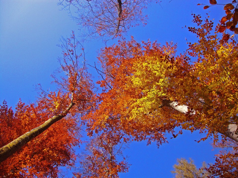 Der Herbst von seiner schönsten Seite