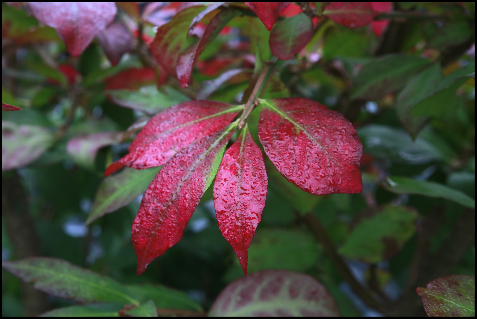 Der Herbst von seiner schönsten Seite....