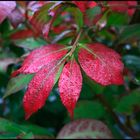 Der Herbst von seiner schönsten Seite....