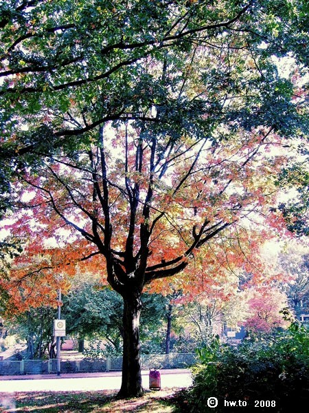 Der Herbst vor dem Küchenfenster