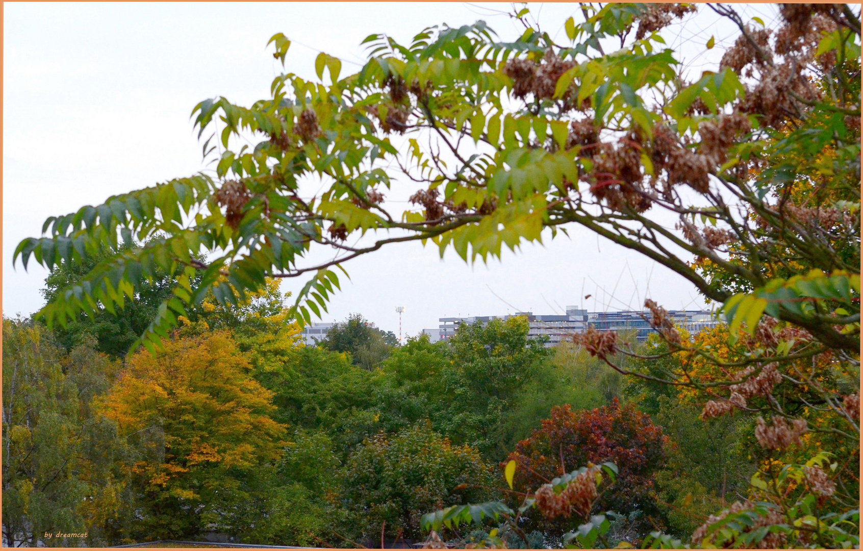 der Herbst vor meinem Schlafzimmerfenster Foto & Bild | bäume, natur