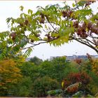 der Herbst vor meinem Schlafzimmerfenster