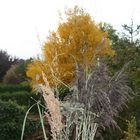 Der Herbst vor meinem Wohnzimmerfenster