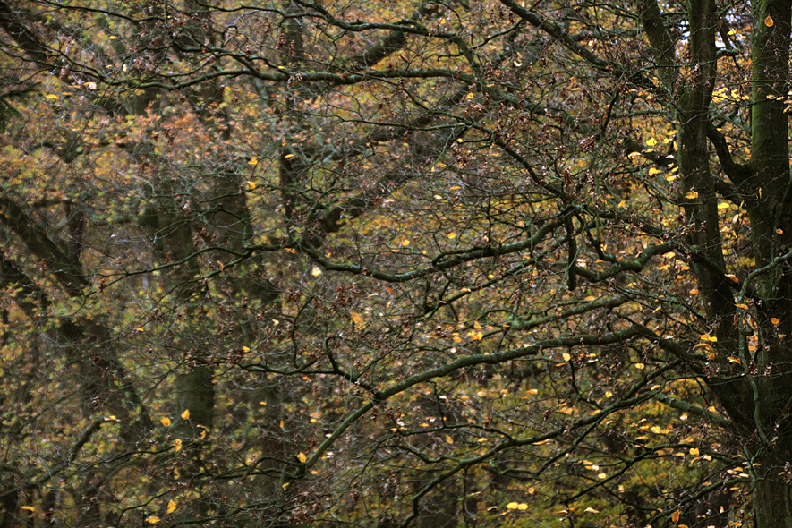 Der Herbst vor unseren Fenstern