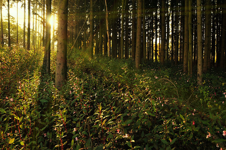 Der Herbst Wald.