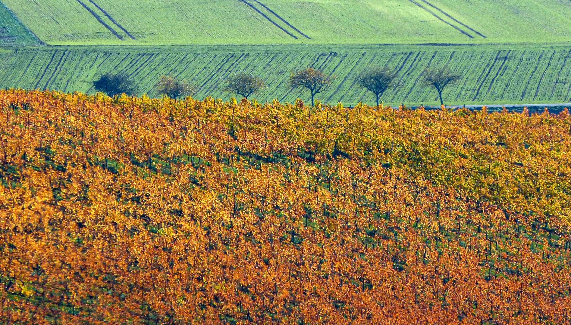 Der Herbst wandelt grünen Veltliner in Rotwein.