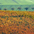 Der Herbst wandelt grünen Veltliner in Rotwein.