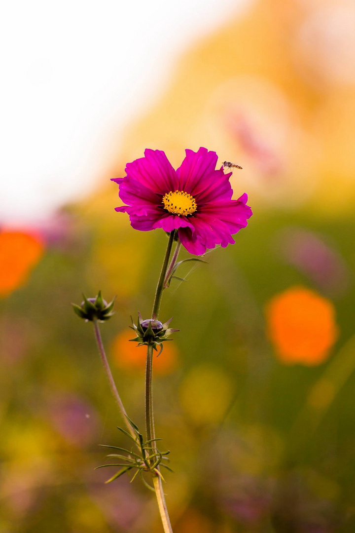 Der Herbst war bunt