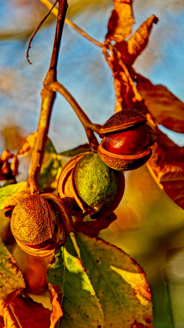 der Herbst wird bald die Kastanien vom Baume fegen