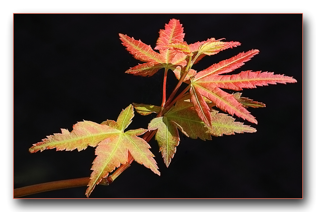 Der Herbst wird bunt