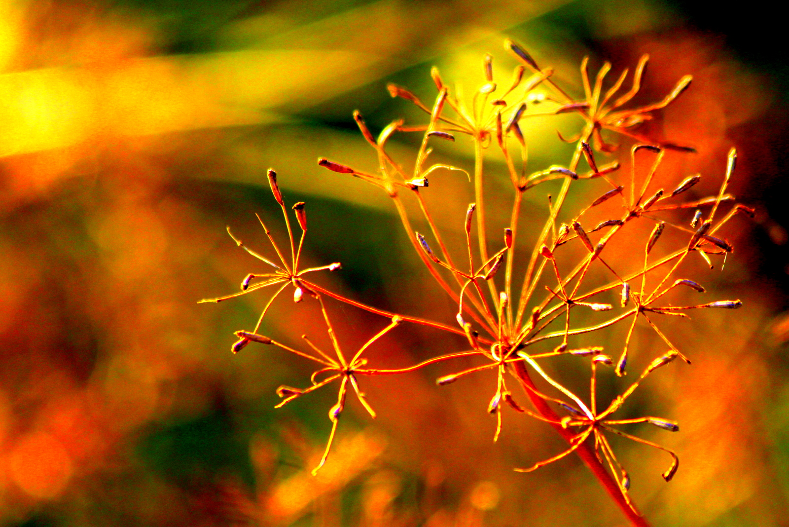 Der Herbst wird bunt