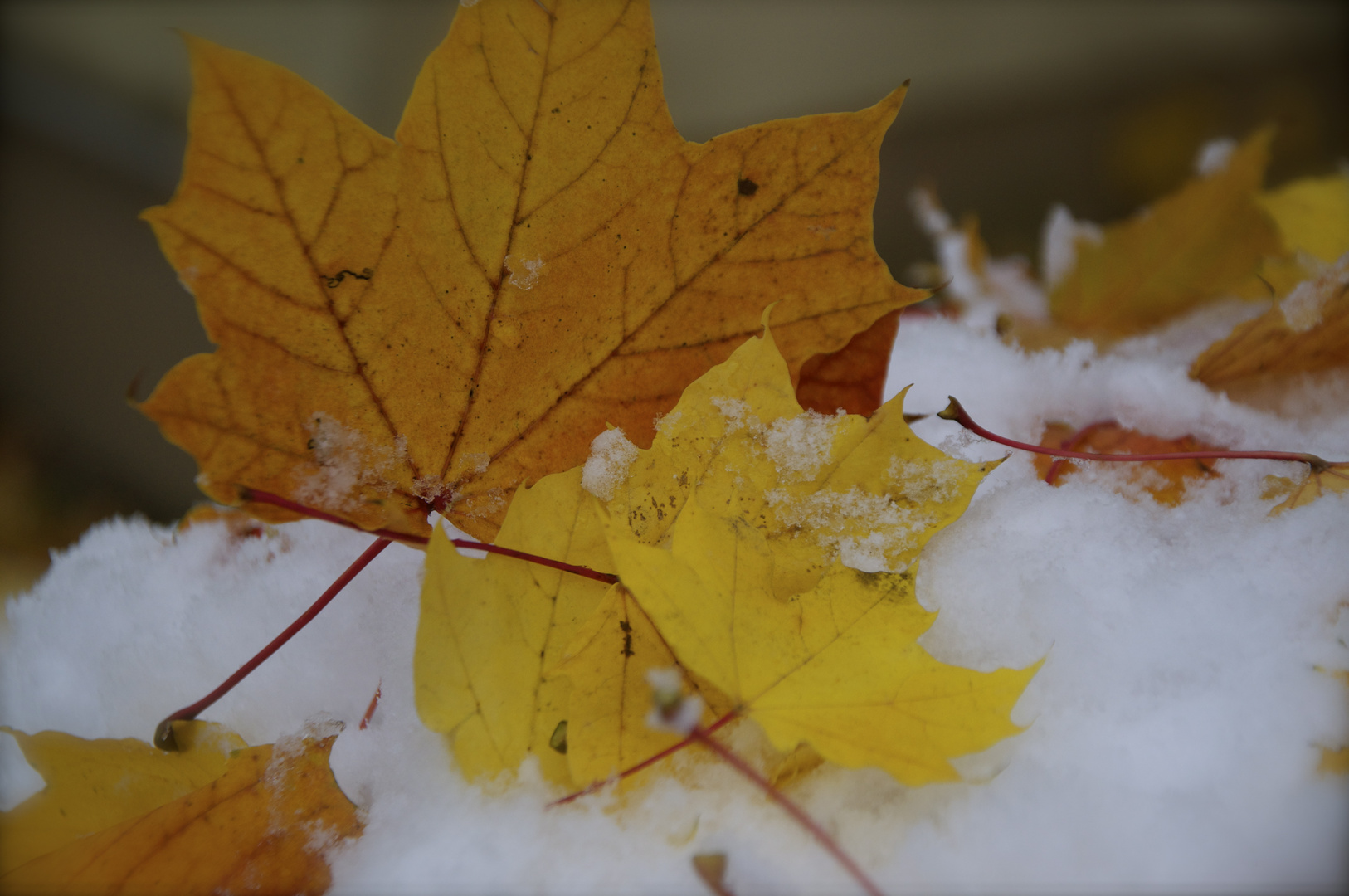 der Herbst wird erdrückt vom ersten Schnee