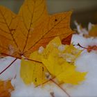 der Herbst wird erdrückt vom ersten Schnee