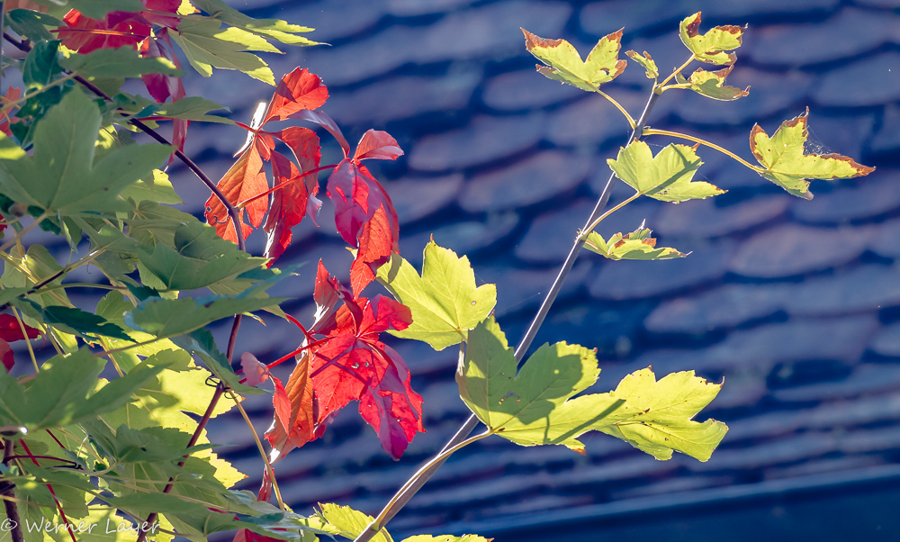 Der Herbst wird immer schöner