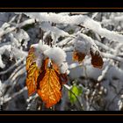 Der Herbst wird vom Winter zugedeckt