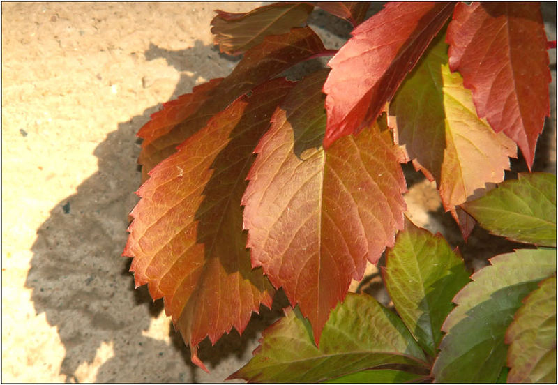 Der Herbst wirft seine Schatten